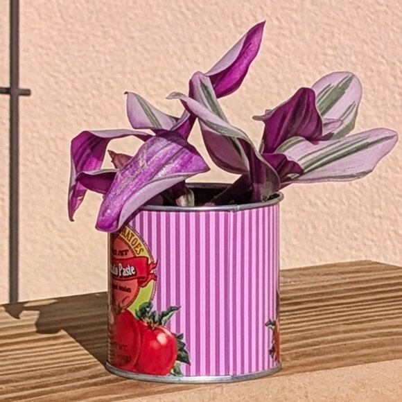 Trader Joe's 3" Mini Can Planter w/ Foliage - Picture 2 of 5